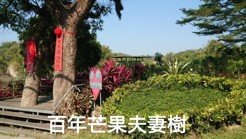 百年芒果夫妻樹