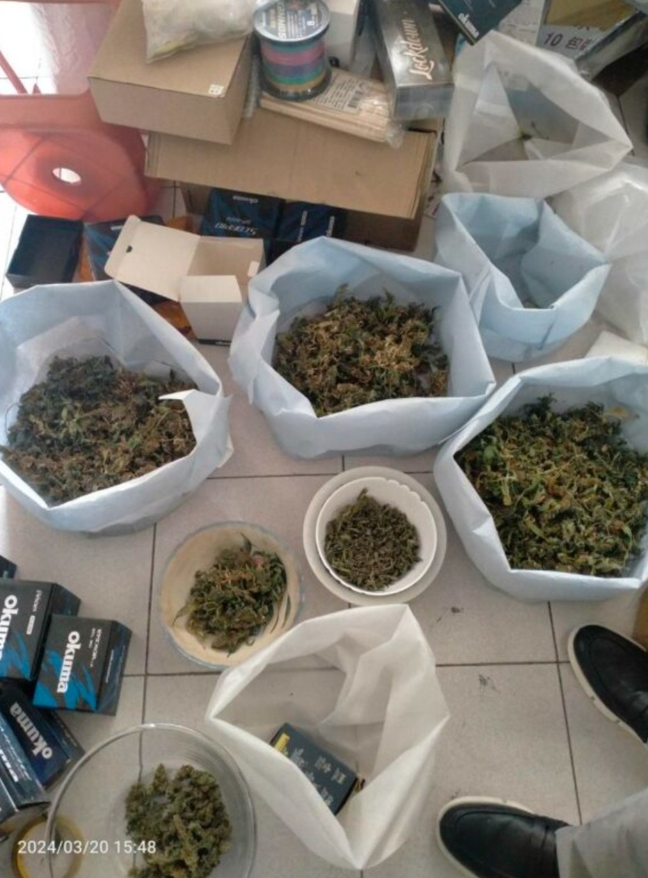 全民反毒大家一起來 左營分局查獲逮捕A 男持有第二級毒品大麻及栽種大麻 全案解送臺灣屏東檢察署偵辦