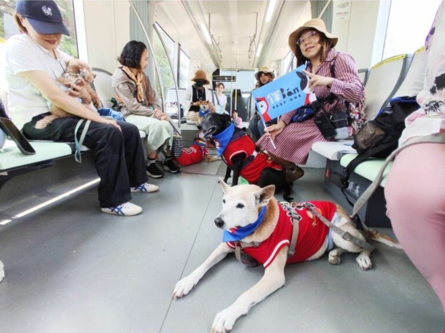 不再是夢想「和愛犬一起搭輕軌看展」高雄市政府與內惟藝術中心共同舉辦「好伴車車~狗狗藝文輕旅行」