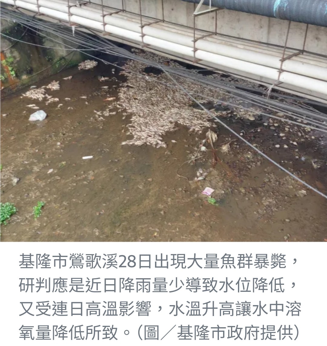基隆鶯歌溪逾萬隻魚群暴斃，環保局初步排除污染因素