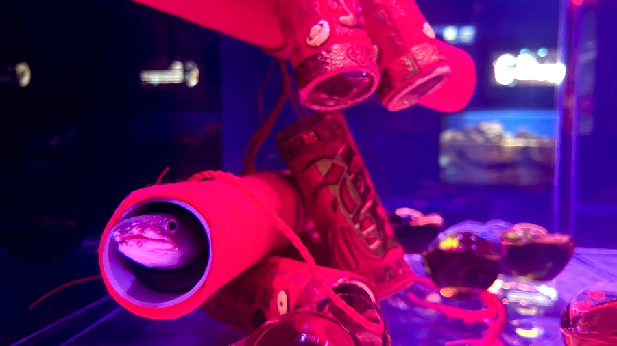 暖海生機區-星康吉鰻藏身於鞭炮裝飾中，春節熱鬧迎新喜氣洋洋.jpg