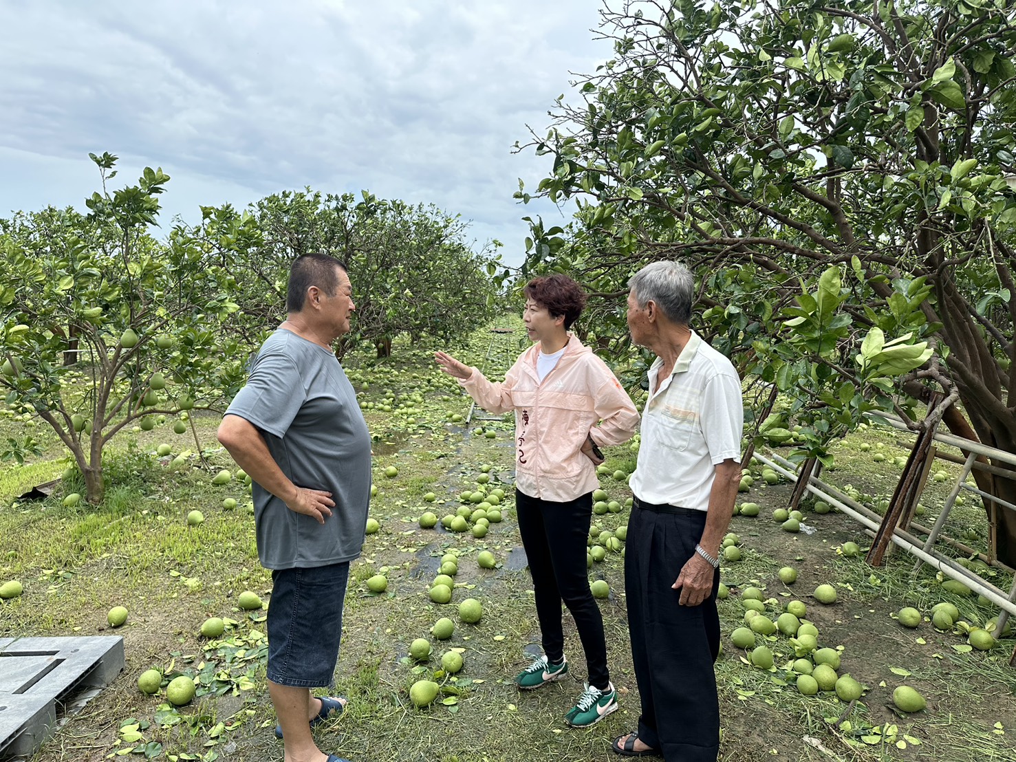 「比照蘇迪勒辦理！陳亭妃籲丹娜絲農災復貸第一年免息、加速救援復建」